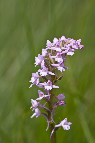 Orchidee di alta quota